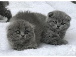 Scottish Fold kittens available for adoption