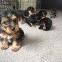 teacup-yorkie-puppies-for-sale-small-0