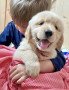 golden-retriever-puppies-for-sale-small-0