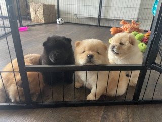 Beautiful Chow Chow Puppies Ready for new Home