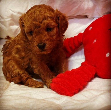 cavapoo-fot-sale-big-0