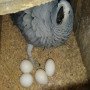 african-grey-parrots-available-for-new-home-small-0