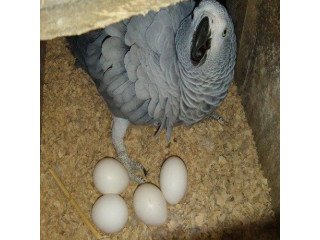 African grey parrots available for new home