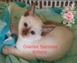 siamese-kittens-for-sale-small-3