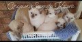 siamese-kittens-for-sale-small-4