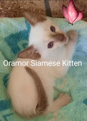 siamese-kittens-for-sale-big-2