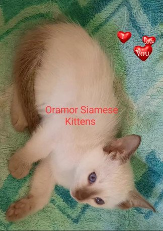 siamese-kittens-for-sale-big-1