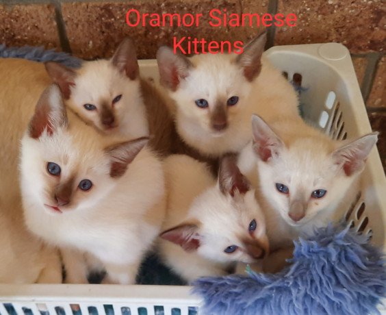 siamese-kittens-for-sale-big-0