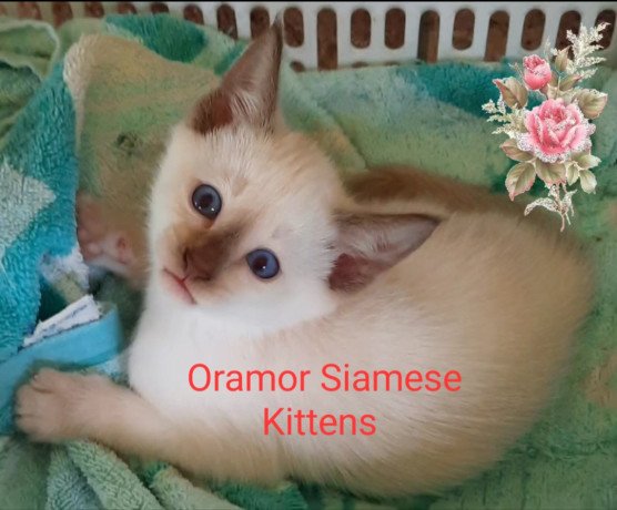 siamese-kittens-for-sale-big-3