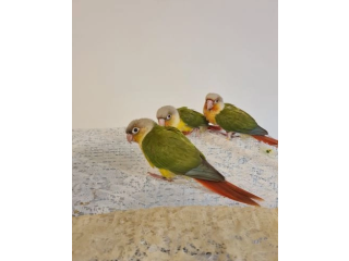 Conures available now