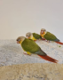 healthy-conures-for-sale-small-0