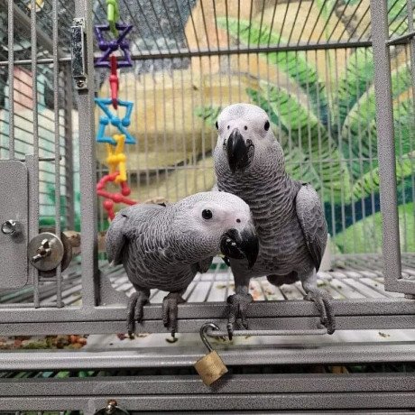 friendly-african-grey-parrots-with-cage-big-0