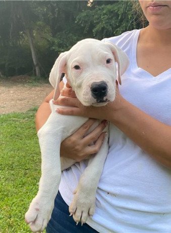 absolutely-dogo-argentino-puppies-for-sale-big-1