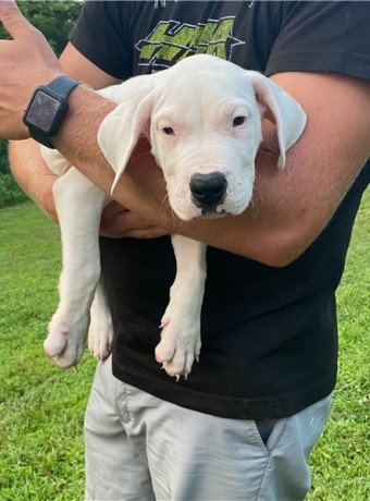 absolutely-dogo-argentino-puppies-for-sale-big-0