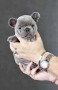 adorable-french-bulldog-puppies-small-2