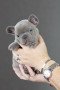 adorable-french-bulldog-puppies-small-0