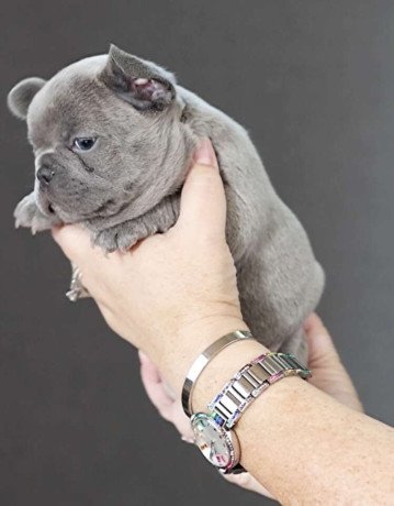 adorable-french-bulldog-puppies-big-1