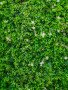 aashb-gdary-wall-grass-green-wall-ngyl-snaaay-small-2