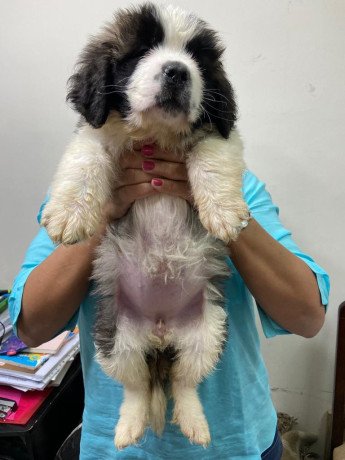 saint-bernard-female-puppy-big-0