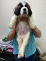 saint-bernard-male-puppy-small-0