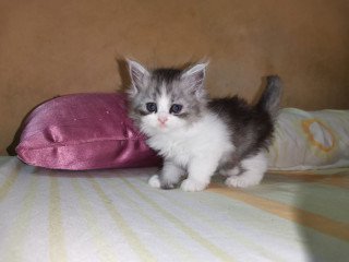 قطة شيرازي رمادي