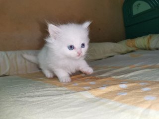 قطة شيرازي ابيض