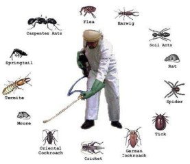 الشركة العالمية لمكافحة الحشرات