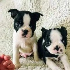 Beautiful chunky KC registered Boston Terriers puppies